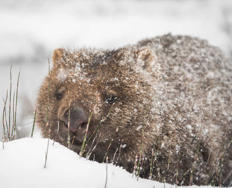 Wombat in the snow out on Cradle Mountain national park