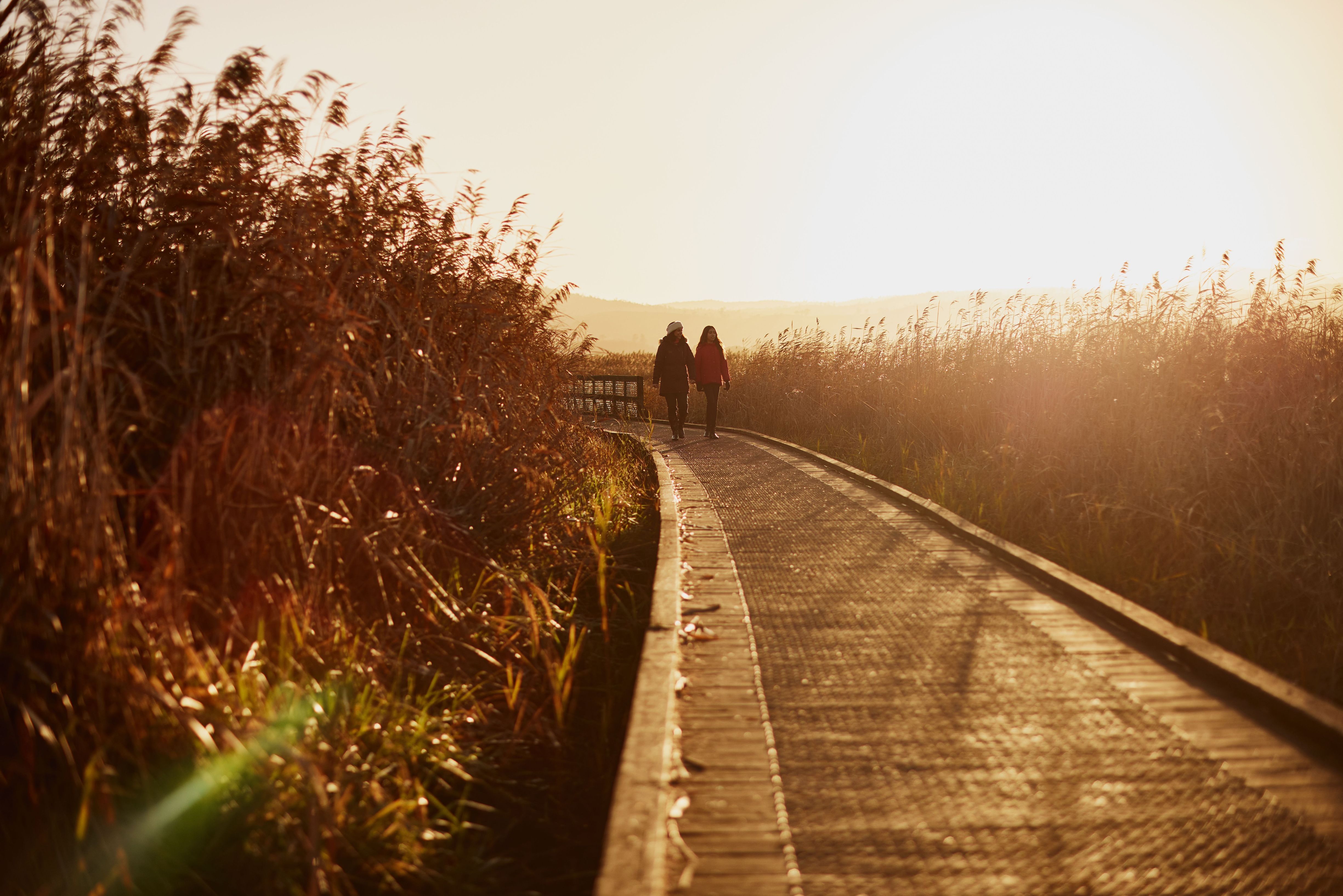 Two people walk along a boardwalk through tall reeds in warm golden light at Tamar Island Wetlands Centre in Riverside