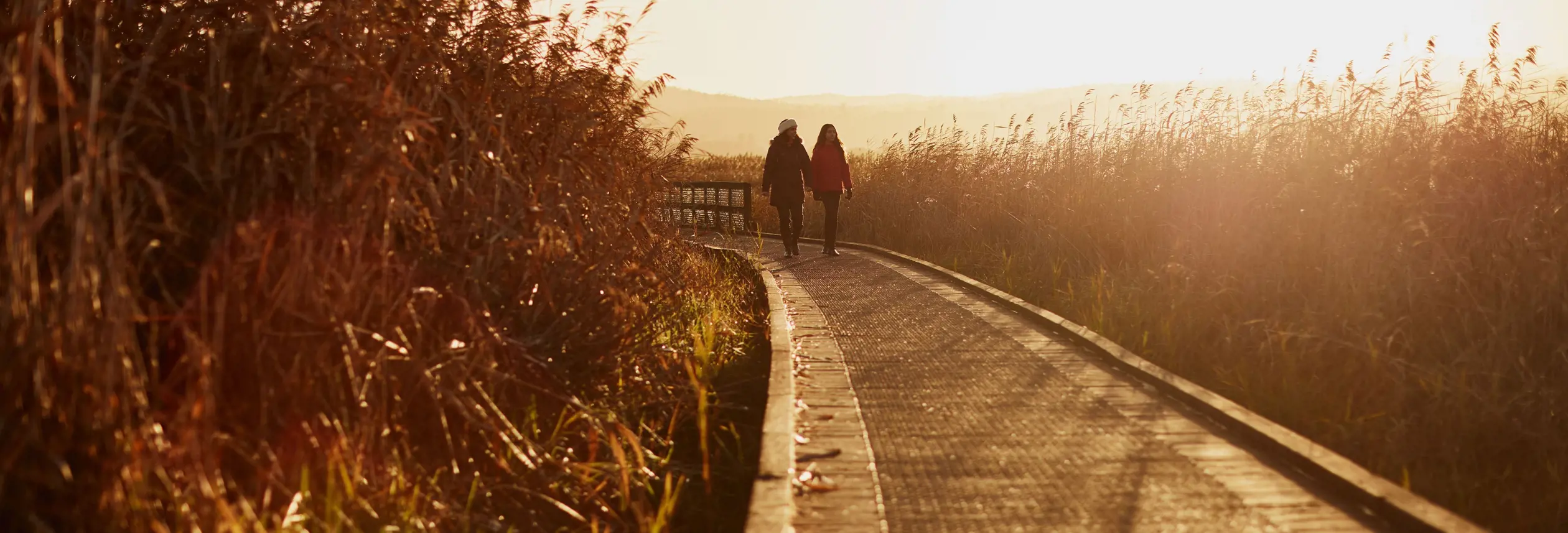 Two people walk along a boardwalk through tall reeds in warm golden light at Tamar Island Wetlands Centre in Riverside