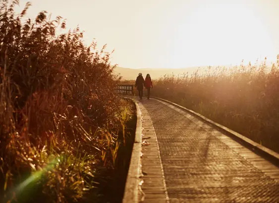 Two people walk along a boardwalk through tall reeds in warm golden light at Tamar Island Wetlands Centre in Riverside