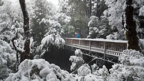 A walker on a snow covered boardwalk on the Enchanted Walk, Cradle Mountain-Lake St Clair National Park, Tasmania
