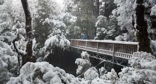 A walker on a snow covered boardwalk on the Enchanted Walk, Cradle Mountain-Lake St Clair National Park, Tasmania