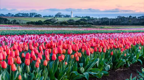 Rows of red tulips at Table Cape Tulip Farm with the lighthouse beyond, Wynyard on Tasmania's North West Coast