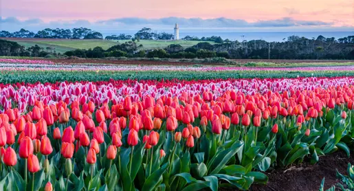 Rows of red tulips at Table Cape Tulip Farm with the lighthouse beyond, Wynyard on Tasmania's North West Coast