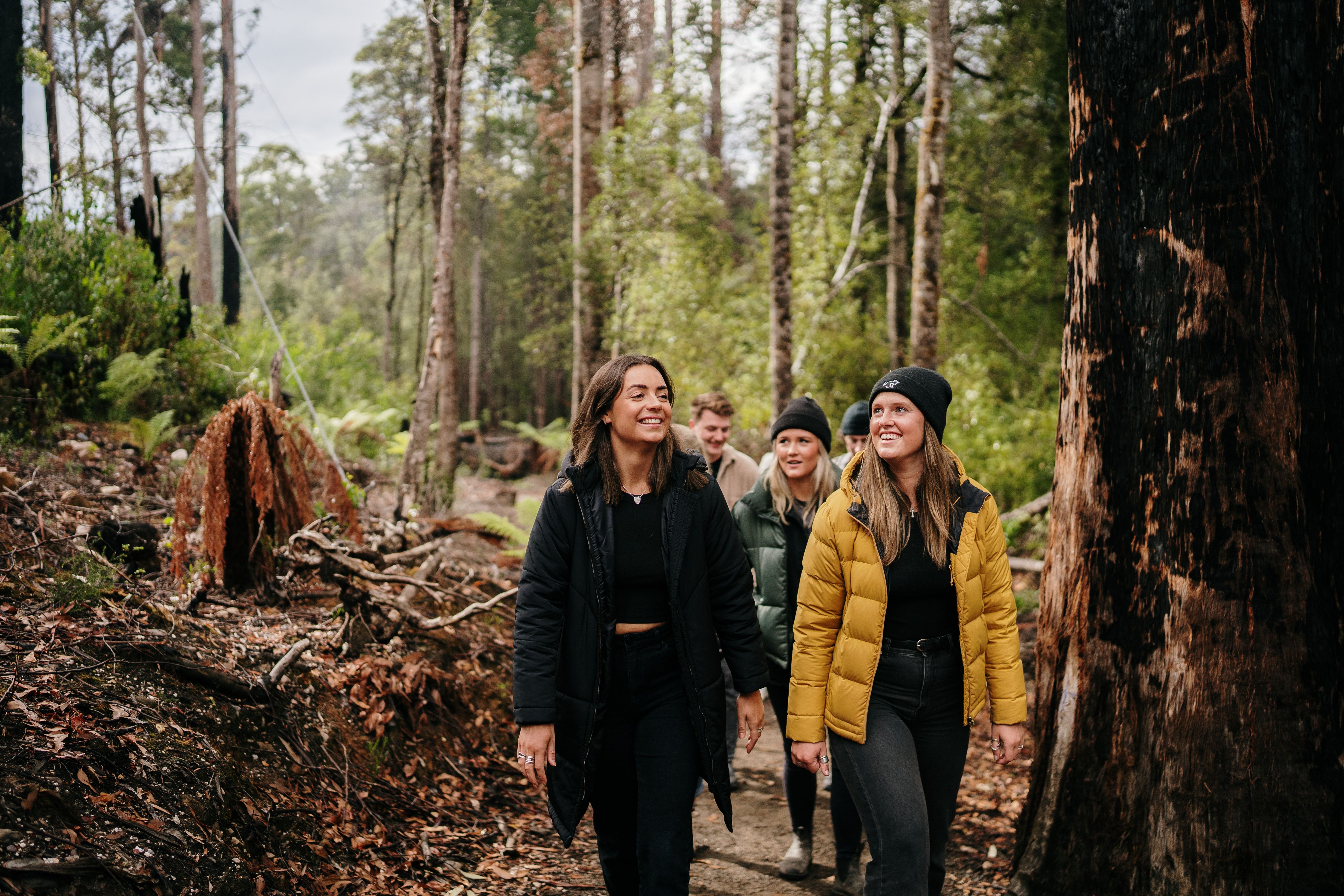 Five people walking on a forest track at Tahune Airwalk, Tahune Adventures in Geeveston, Tasmania's Huon Valley