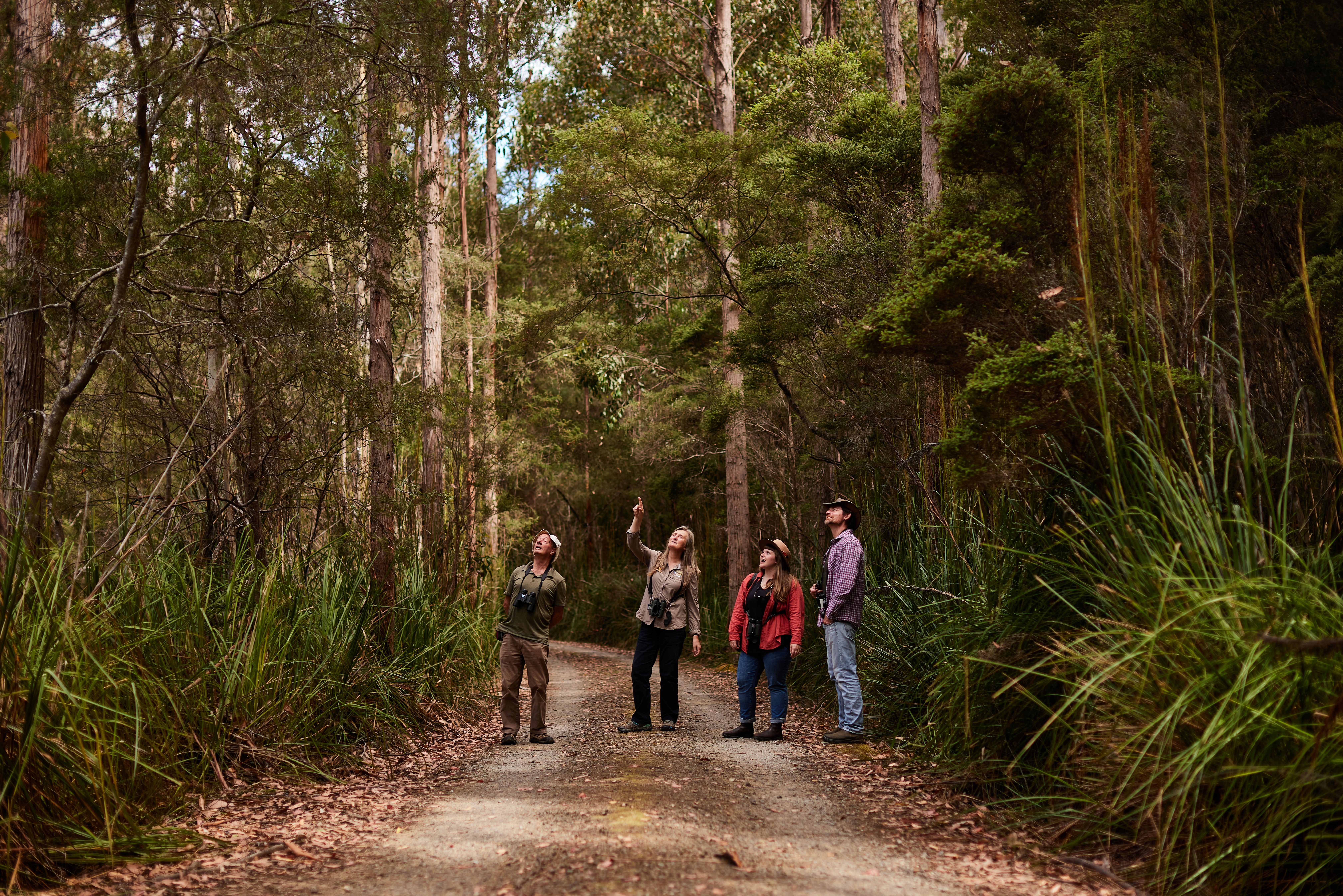 Four people with binoculars looking up at the trees on a forest track, Inala Nature Tours on Bruny Island, Tasmania