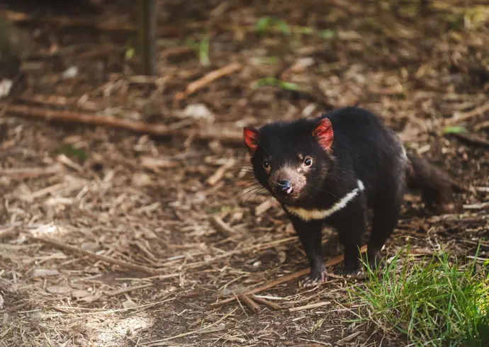 A Tasmanian devil on the forest floor at Wings Wildlife Park, Gunns Plains on Tasmania's North West Coast