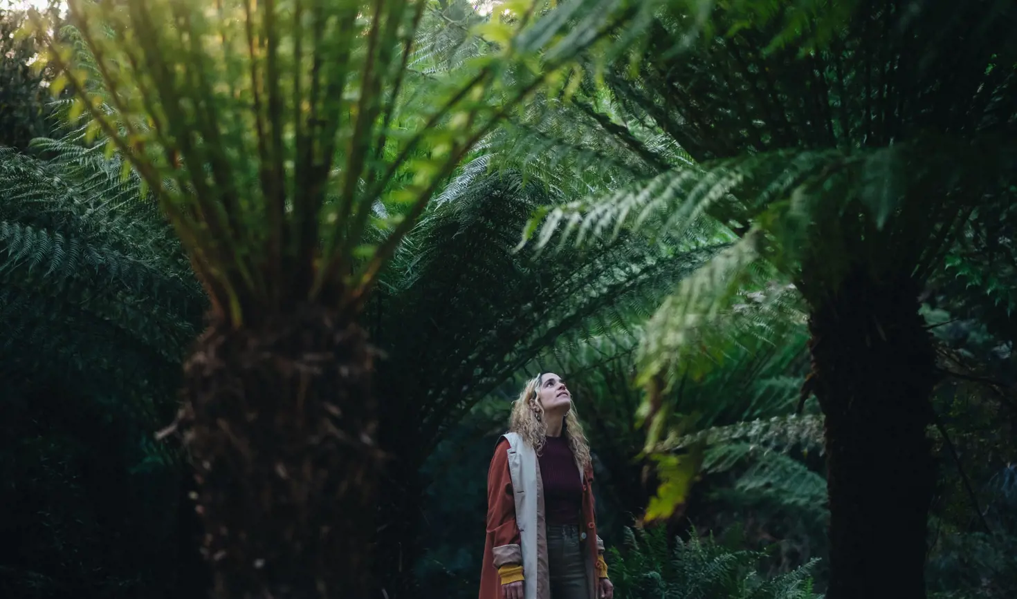 A person looking up at tree ferns on a forest bathing experience with Nature. Be in it. at Waterworks Reserve, Hobart, Tasmania