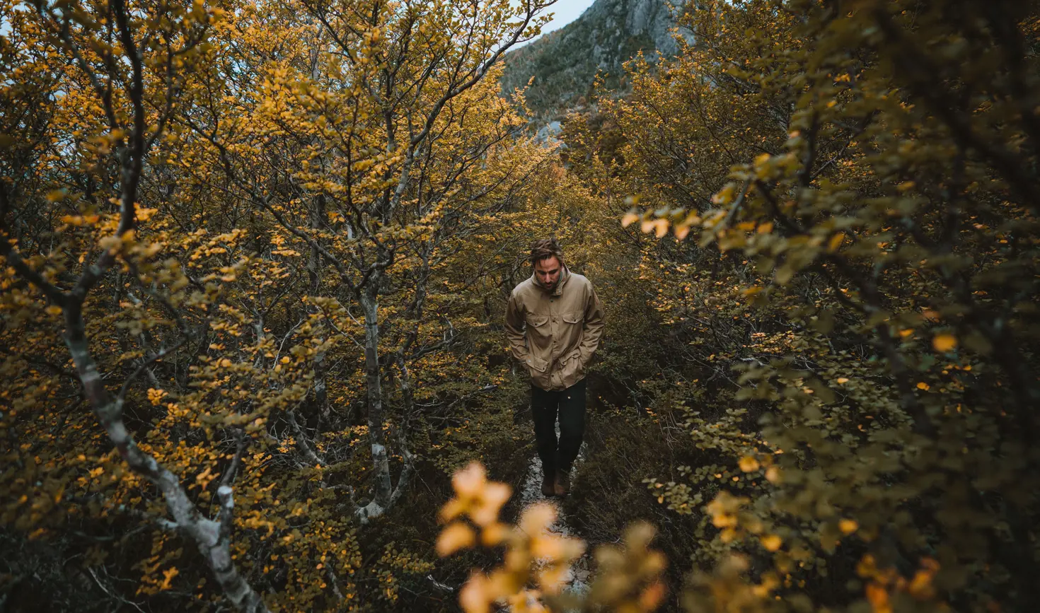 A person walking through Fagus in Cradle Mountain-Lake St Clair National Park, Tasmania