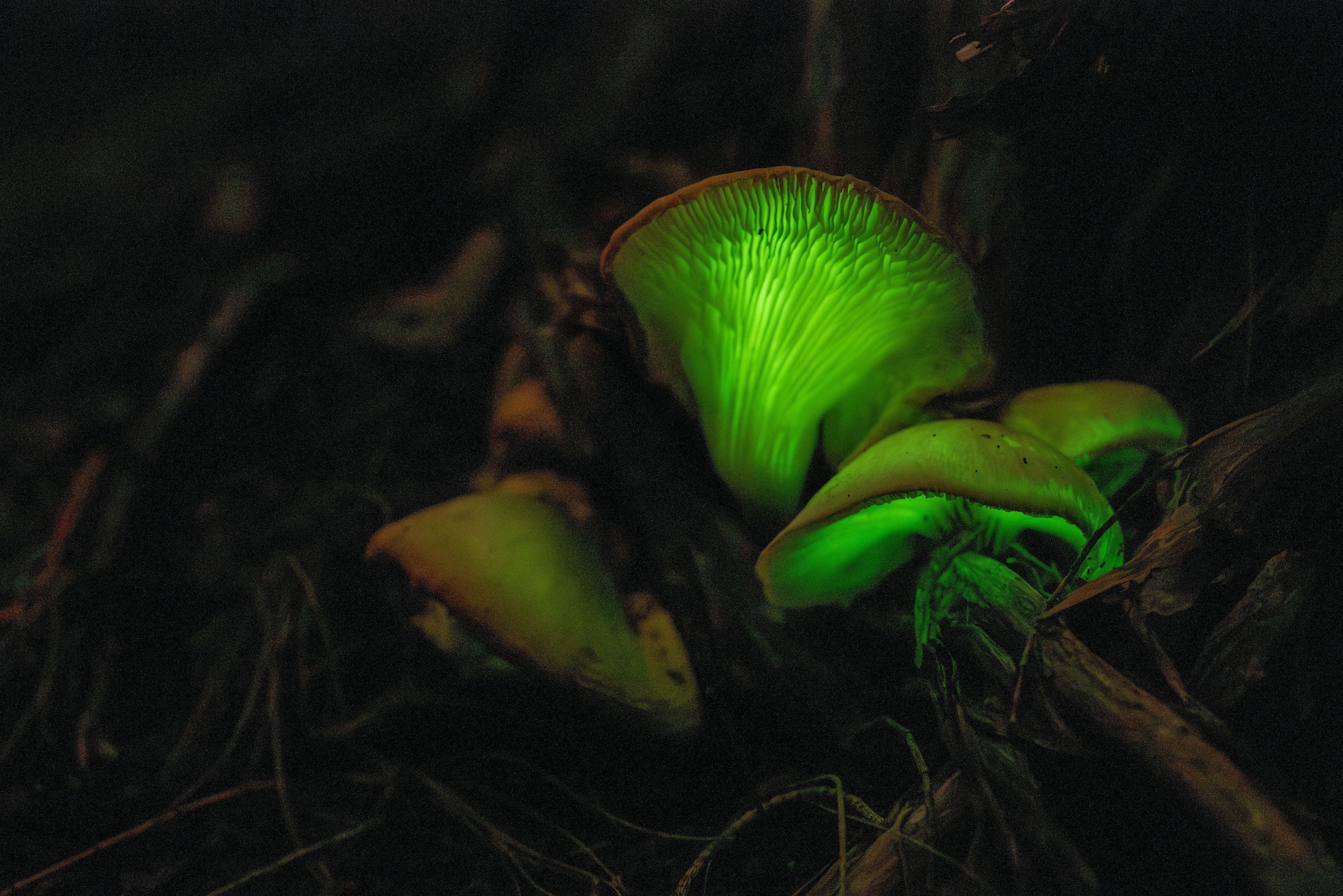 Bioluminescent ghost mushrooms glowing green in Freycinet National Park, Tasmania