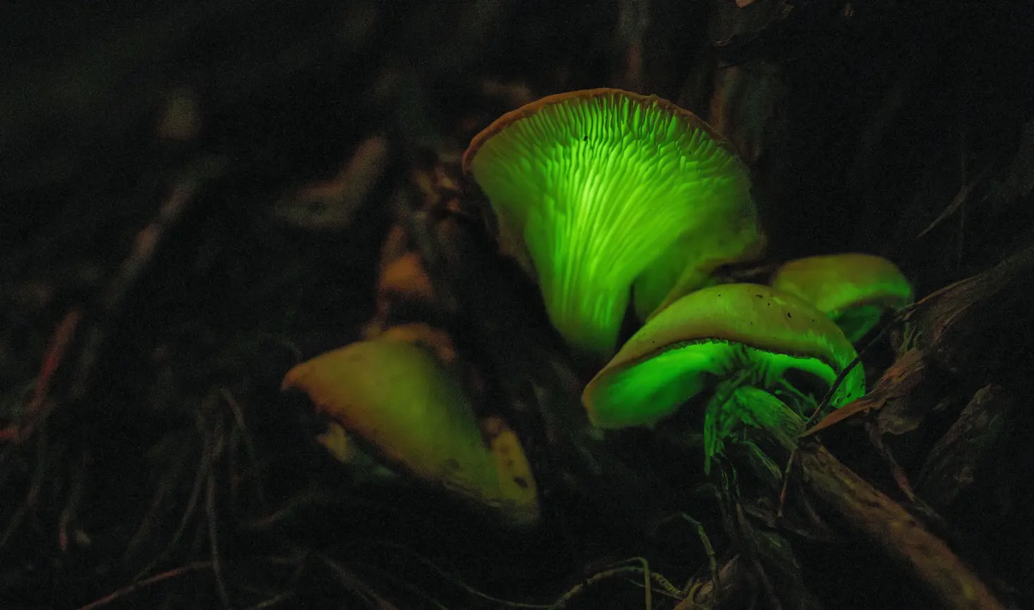 Bioluminescent ghost mushrooms glowing green in Freycinet National Park, Tasmania