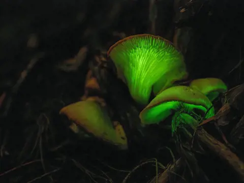 Bioluminescent ghost mushrooms glowing green in Freycinet National Park, Tasmania