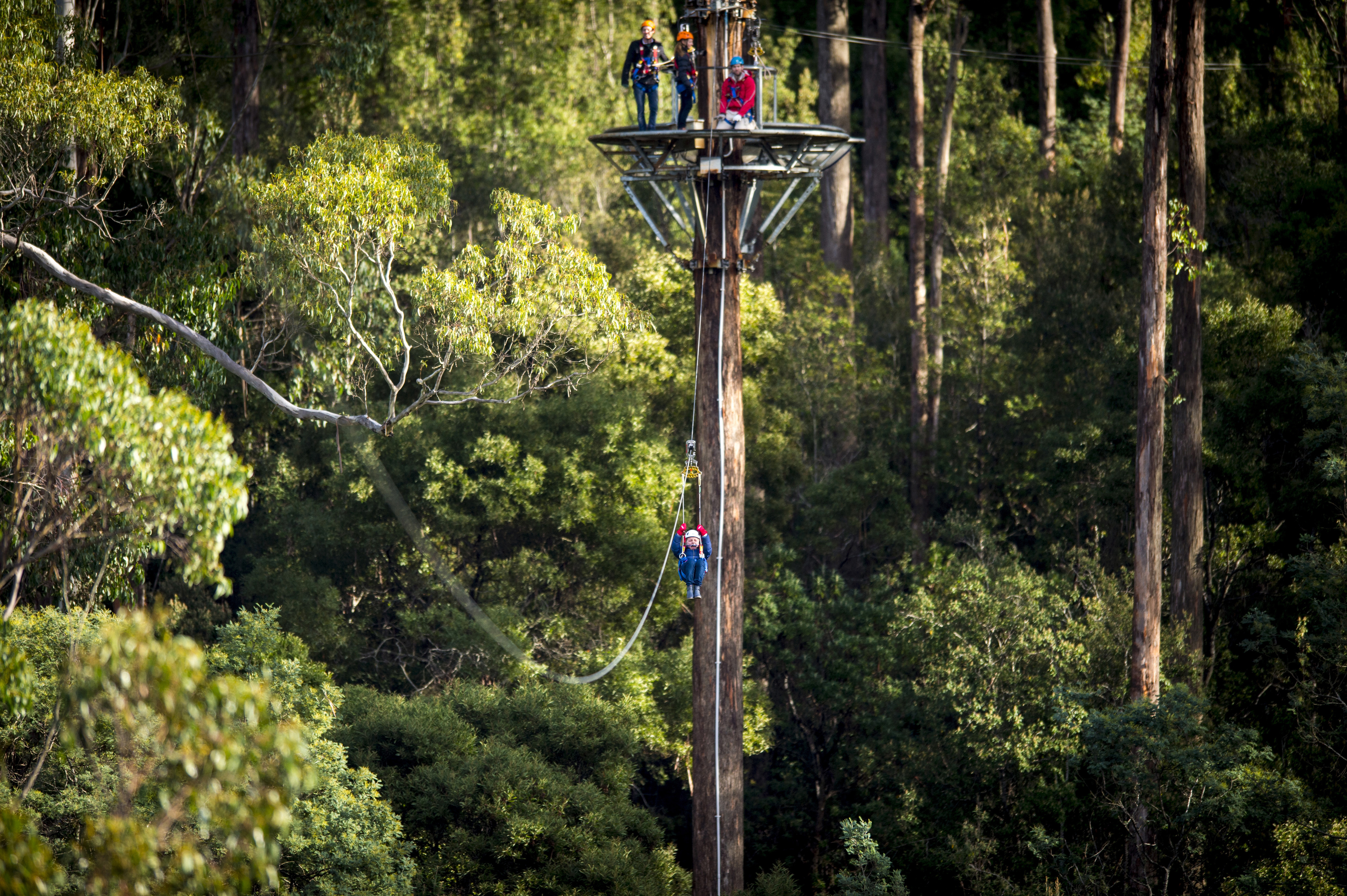 A zipliner mid-flight below a tower platform with watching guests, Treetops Adventure Hollybank, Underwood, Tasmania