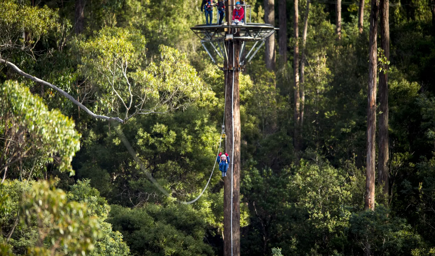 A zipliner mid-flight below a tower platform with watching guests, Treetops Adventure Hollybank, Underwood, Tasmania