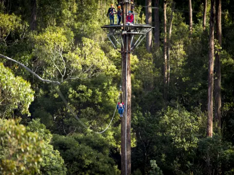 A zipliner mid-flight below a tower platform with watching guests, Treetops Adventure Hollybank, Underwood, Tasmania