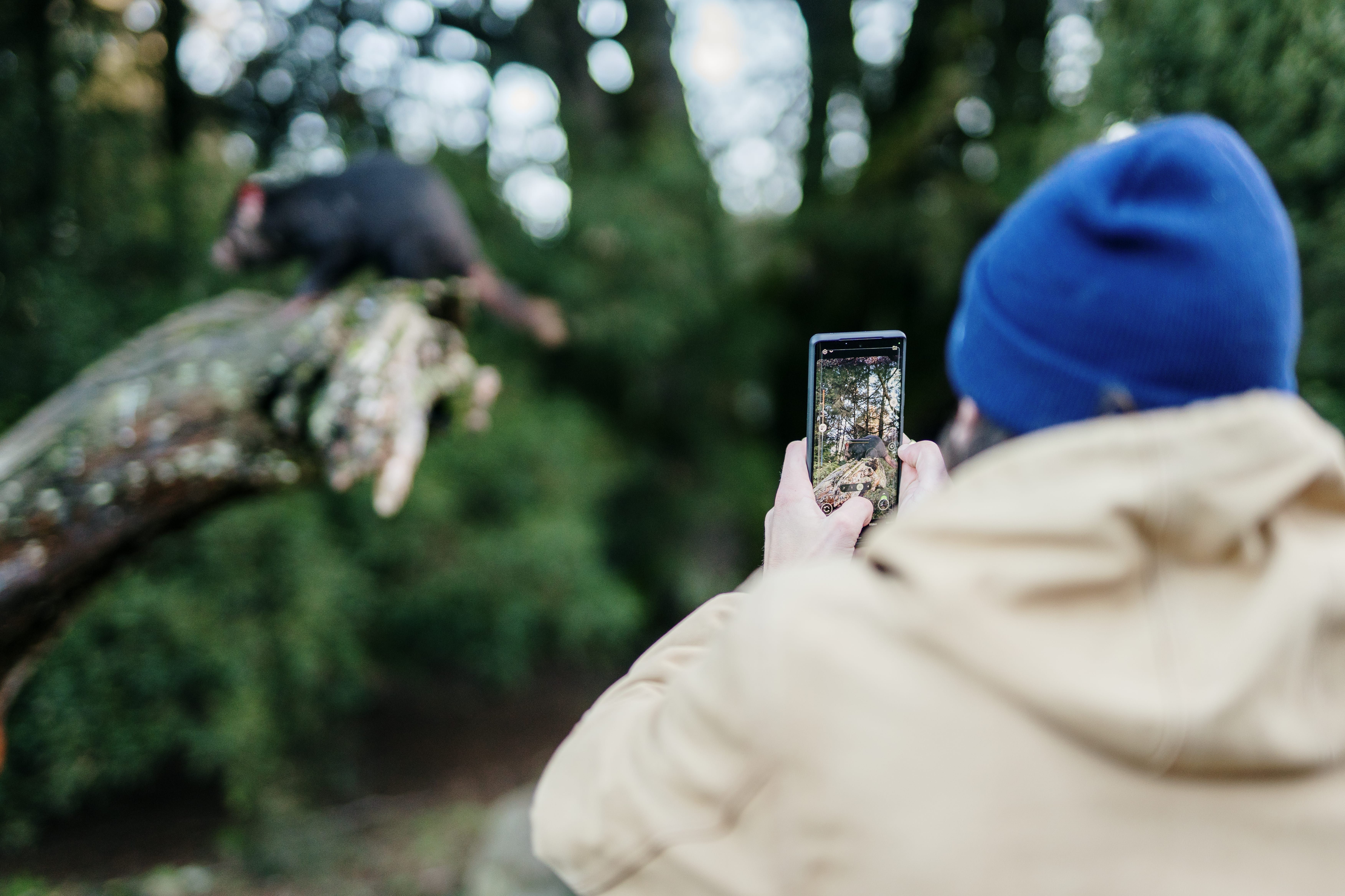 A person photographing a Tasmanian devil at Devils@Cradle, Cradle Mountain, Tasmania