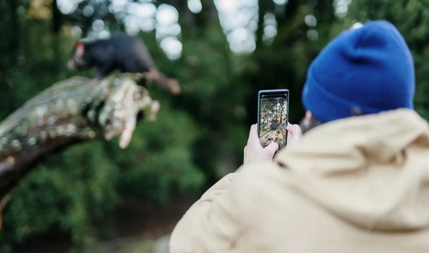 A person photographing a Tasmanian devil at Devils@Cradle, Cradle Mountain, Tasmania