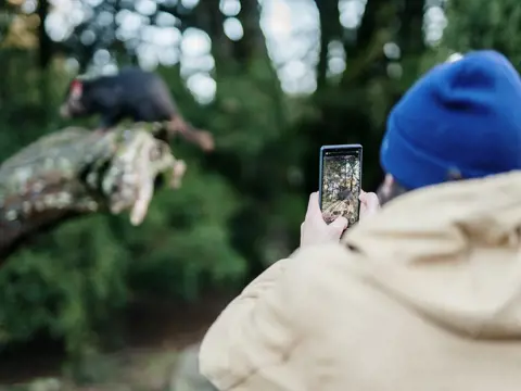A person photographing a Tasmanian devil at Devils@Cradle, Cradle Mountain, Tasmania