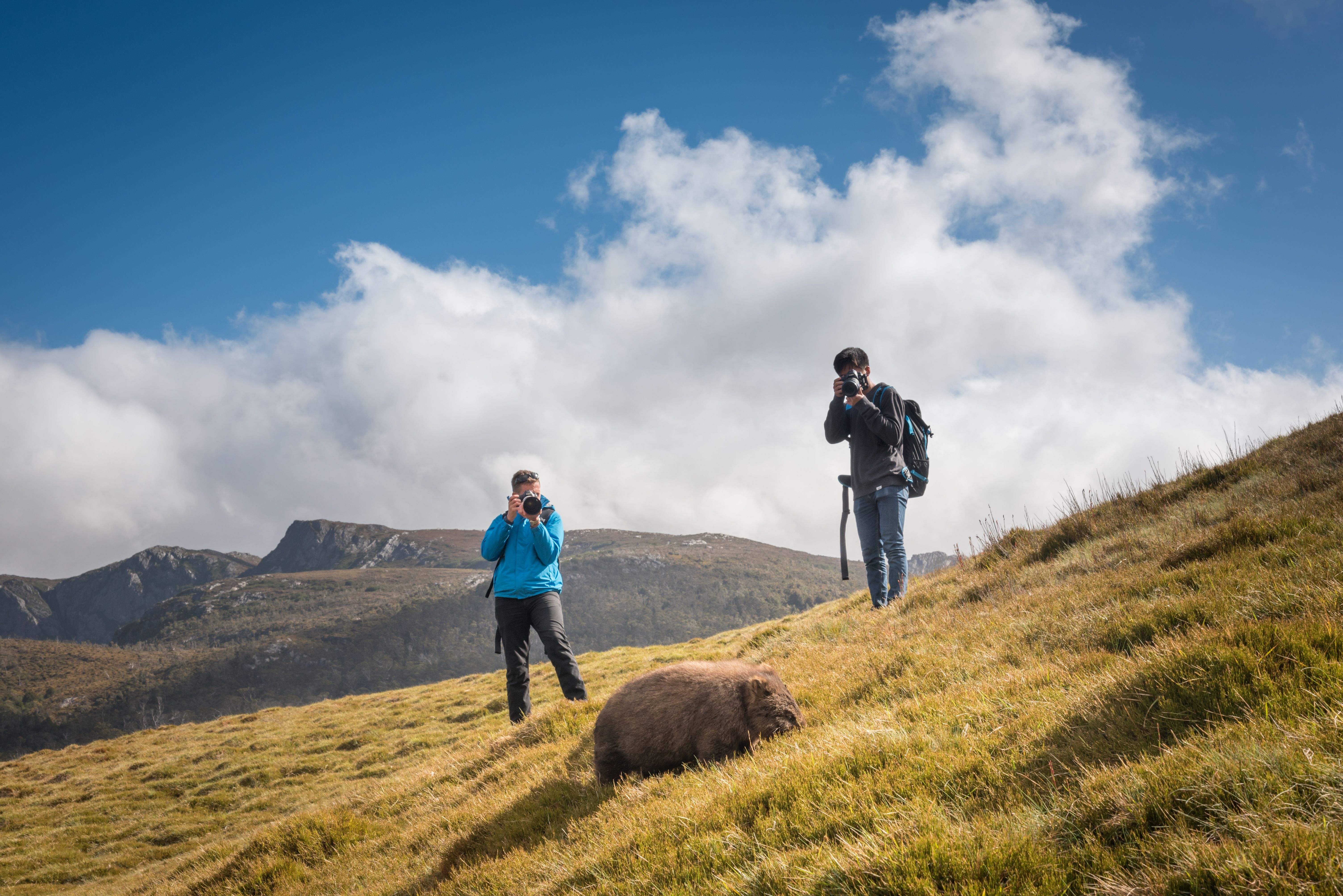 Two photographers and a wombat in the grassland at Ronny Creek, Cradle Mountain-Lake St Clair National Park, Tasmania
