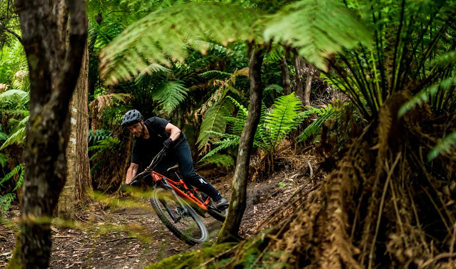A mountain biker riding a trail through forest with tree ferns at Blue Derby Mountain Bike Trails, Derby, Tasmania
