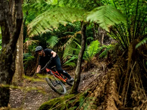 A mountain biker riding a trail through forest with tree ferns at Blue Derby Mountain Bike Trails, Derby, Tasmania