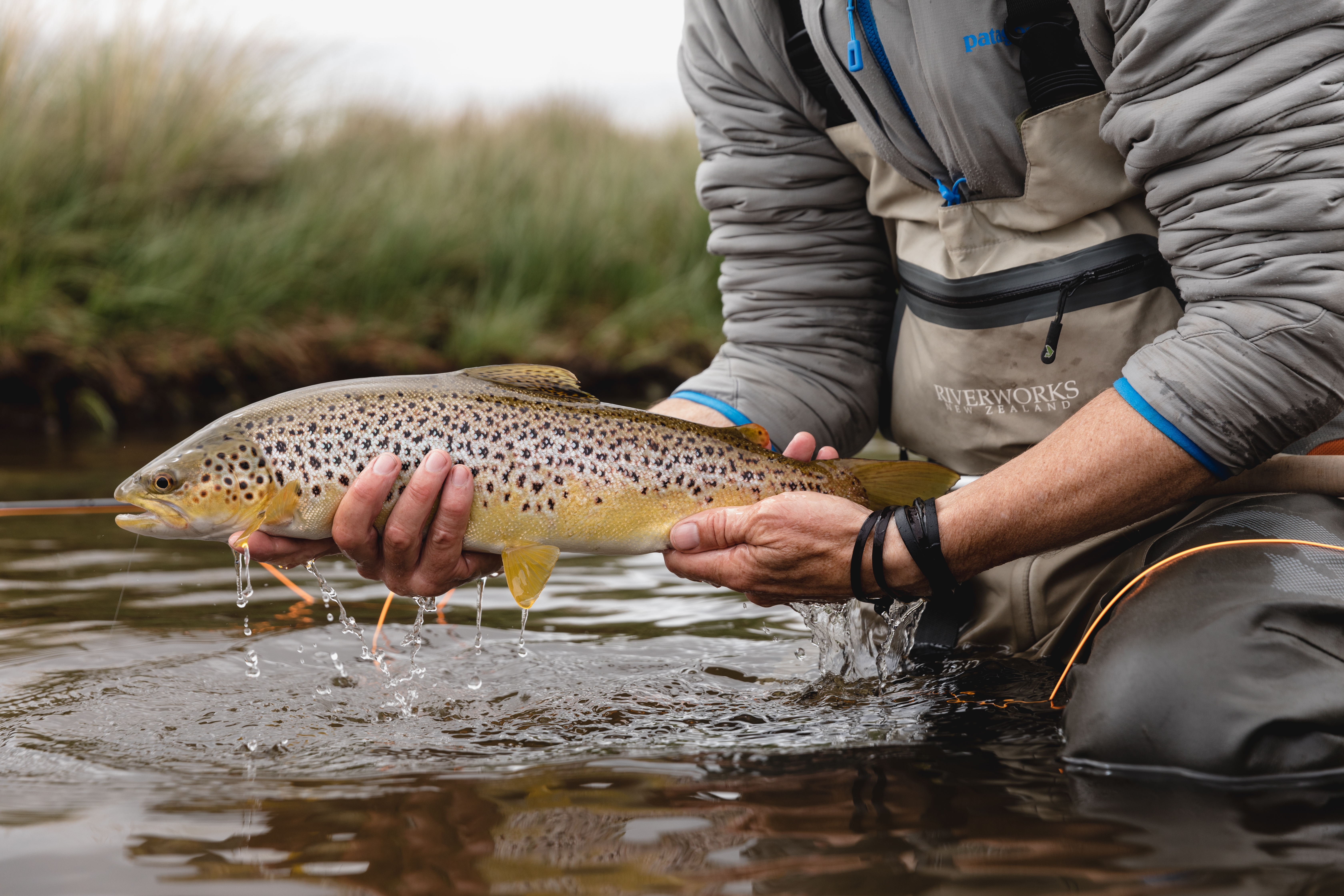 A fly fisher holding a brown trout above the water at Little Pine Lagoon, Central Highlands, Tasmania