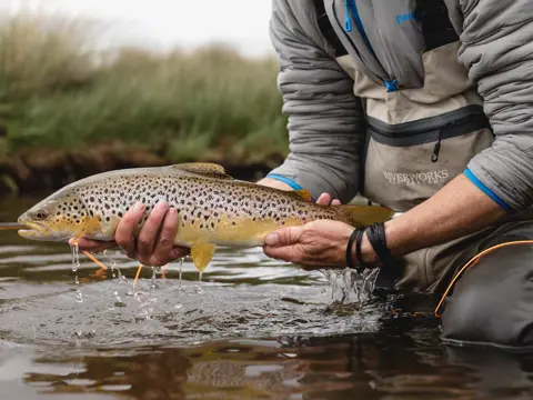 A fly fisher holding a brown trout above the water at Little Pine Lagoon, Central Highlands, Tasmania