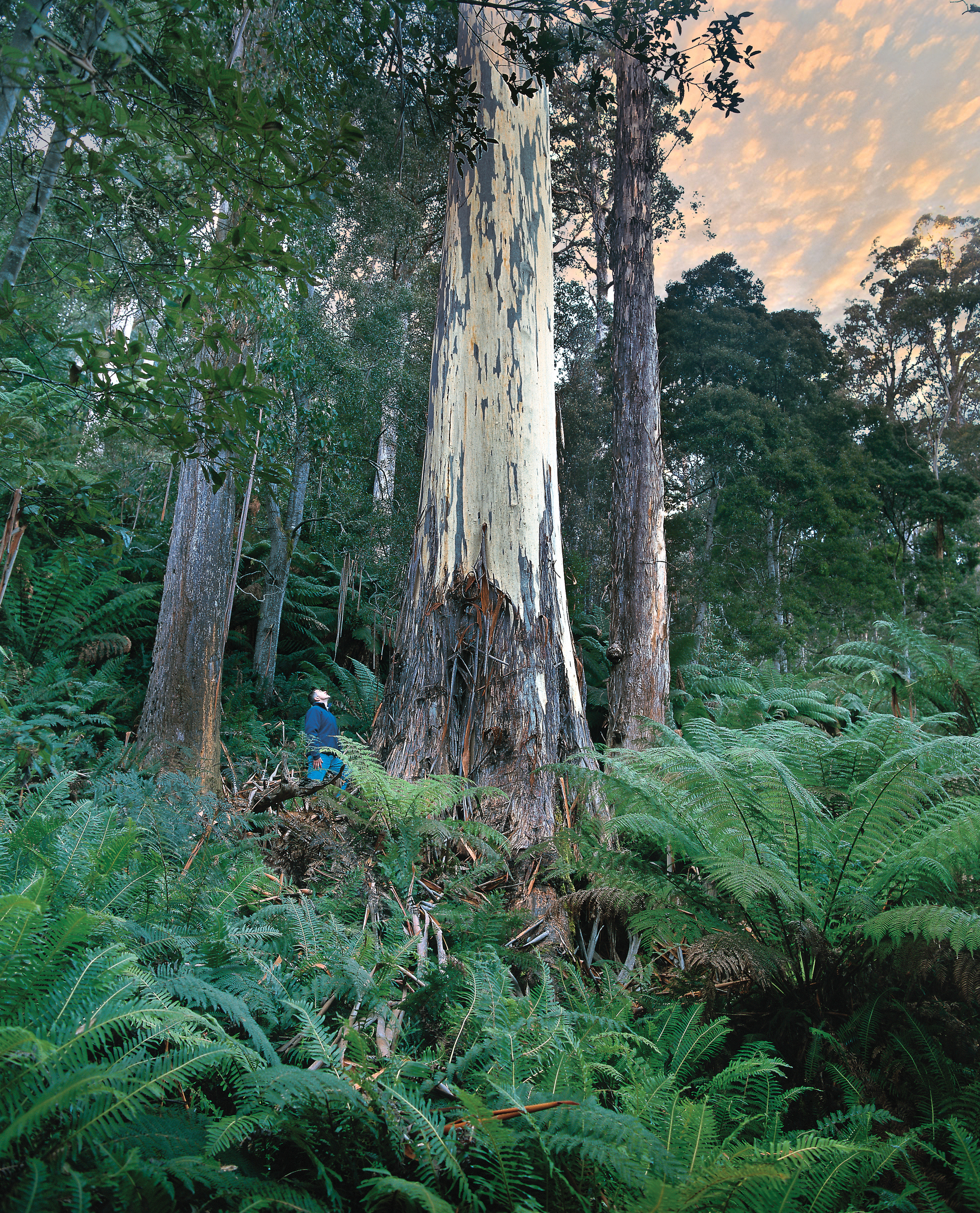A person standing at the base of a tall tree among tree ferns at Evercreech Forest Reserve, Fingal, Tasmania