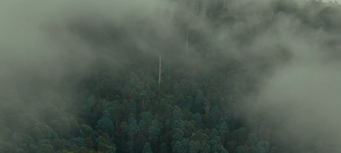 Aerial view of mist drifting over a forested landscape, Tasmania