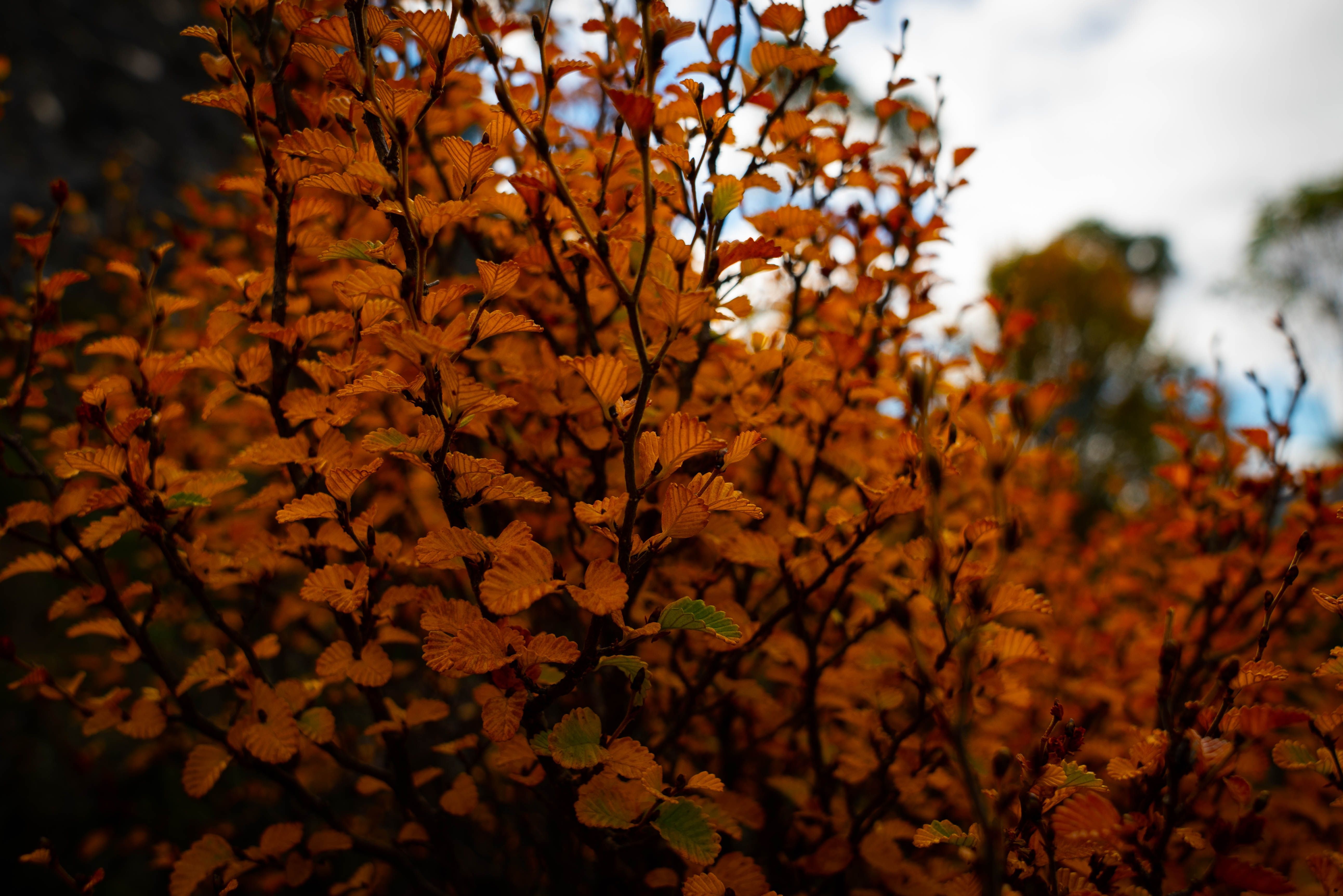 Close up of Fagus leaves at Cradle Mountain-Lake St Clair National Park, Tasmania