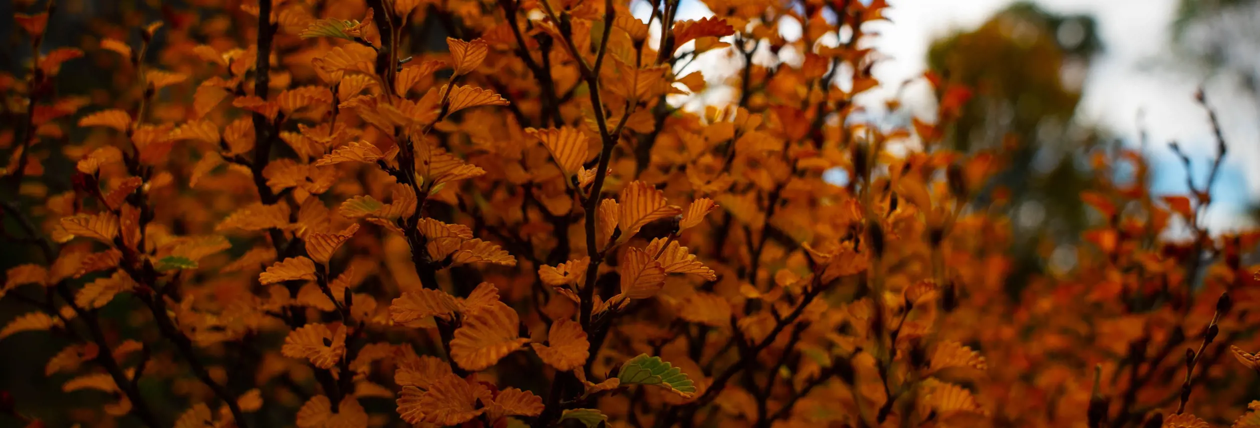 Close up of Fagus leaves at Cradle Mountain-Lake St Clair National Park, Tasmania