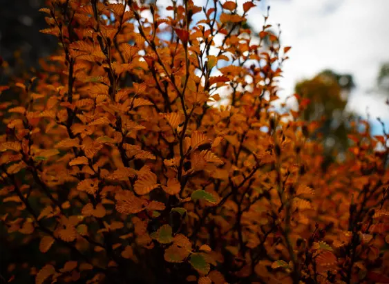 Close up of Fagus leaves at Cradle Mountain-Lake St Clair National Park, Tasmania