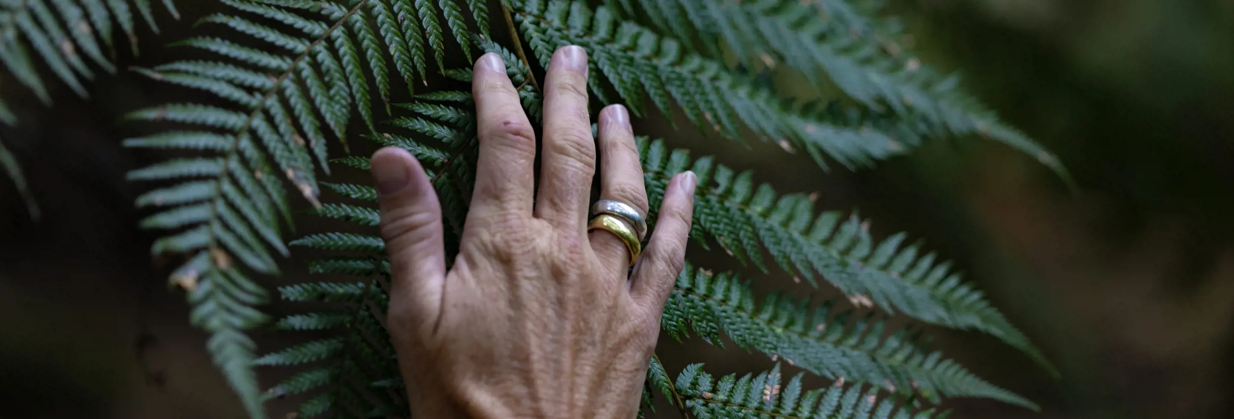 A hand touching a fern on the Trowutta Arch walk, takayna / Tarkine, Tasmania