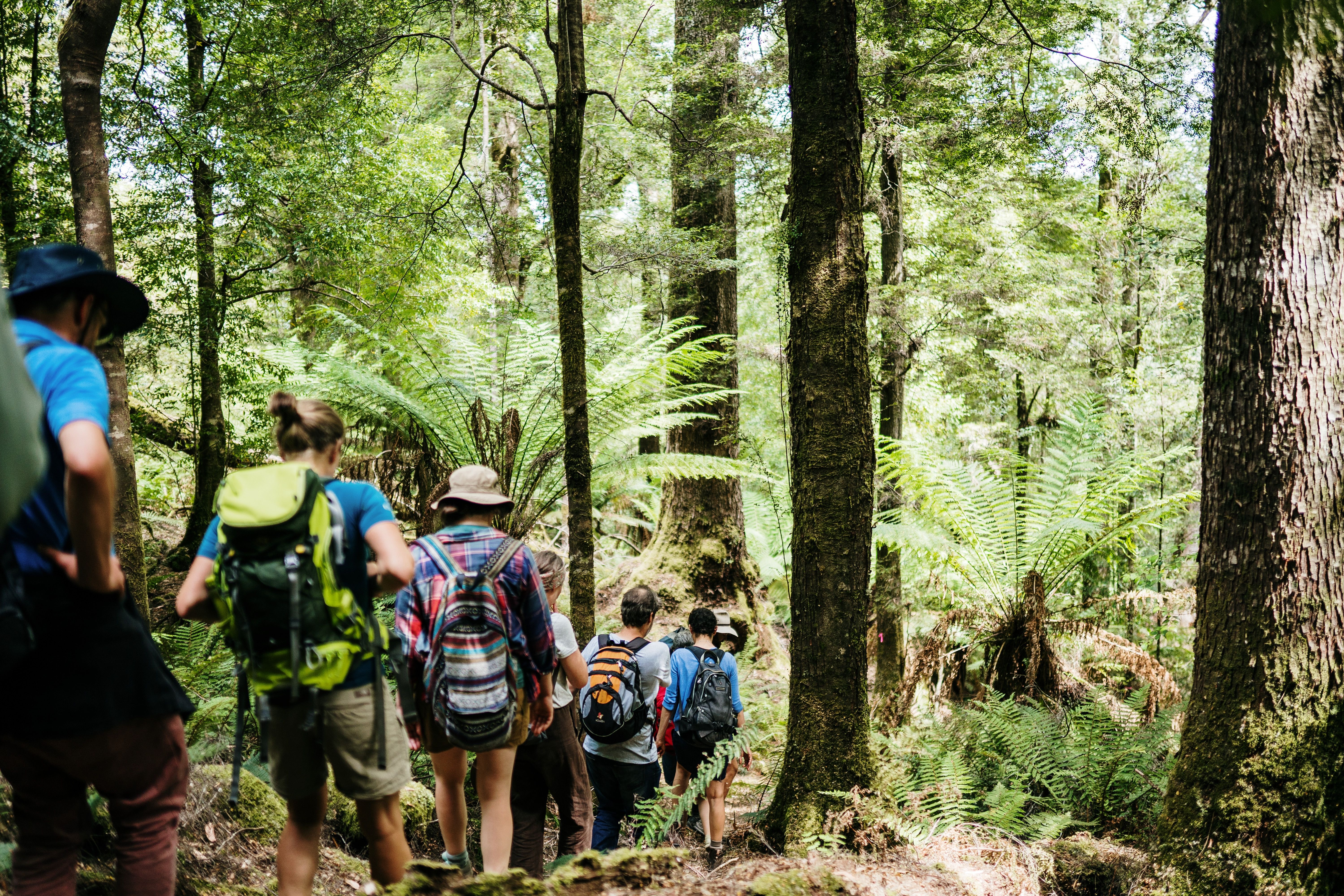 A group of walkers with backpacks on a forest track surrounded by tree ferns with Tarkine Trails, takayna / Tarkine, Tasmania