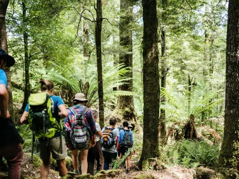 A group of walkers with backpacks on a forest track surrounded by tree ferns with Tarkine Trails, takayna / Tarkine, Tasmania