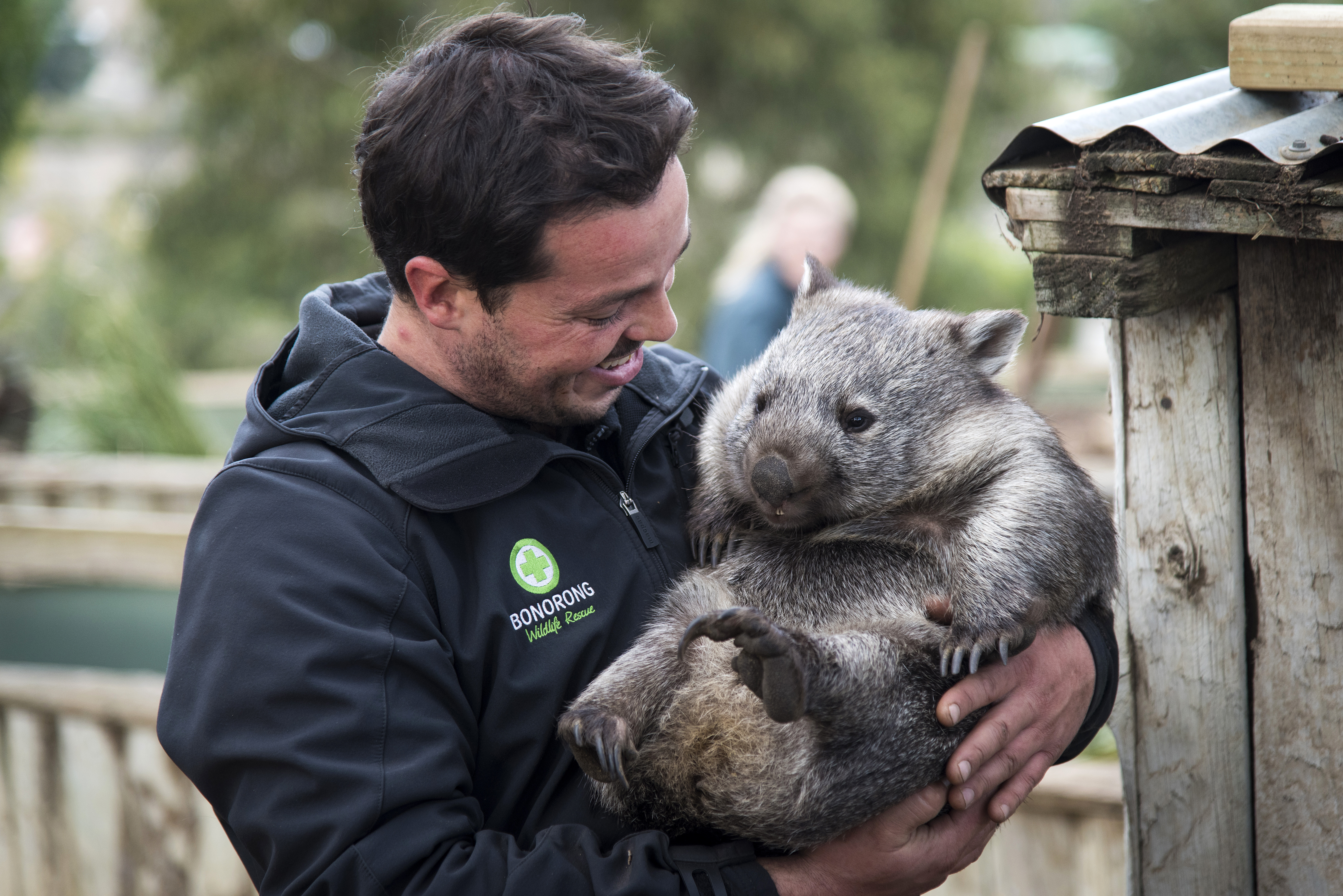 Bonorong Wildlife Sanctuary keeper Greg Irons holds a wombat at the Sanctuary, Brighton