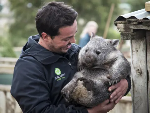 Bonorong Wildlife Sanctuary keeper Greg Irons holds a wombat at the Sanctuary, Brighton