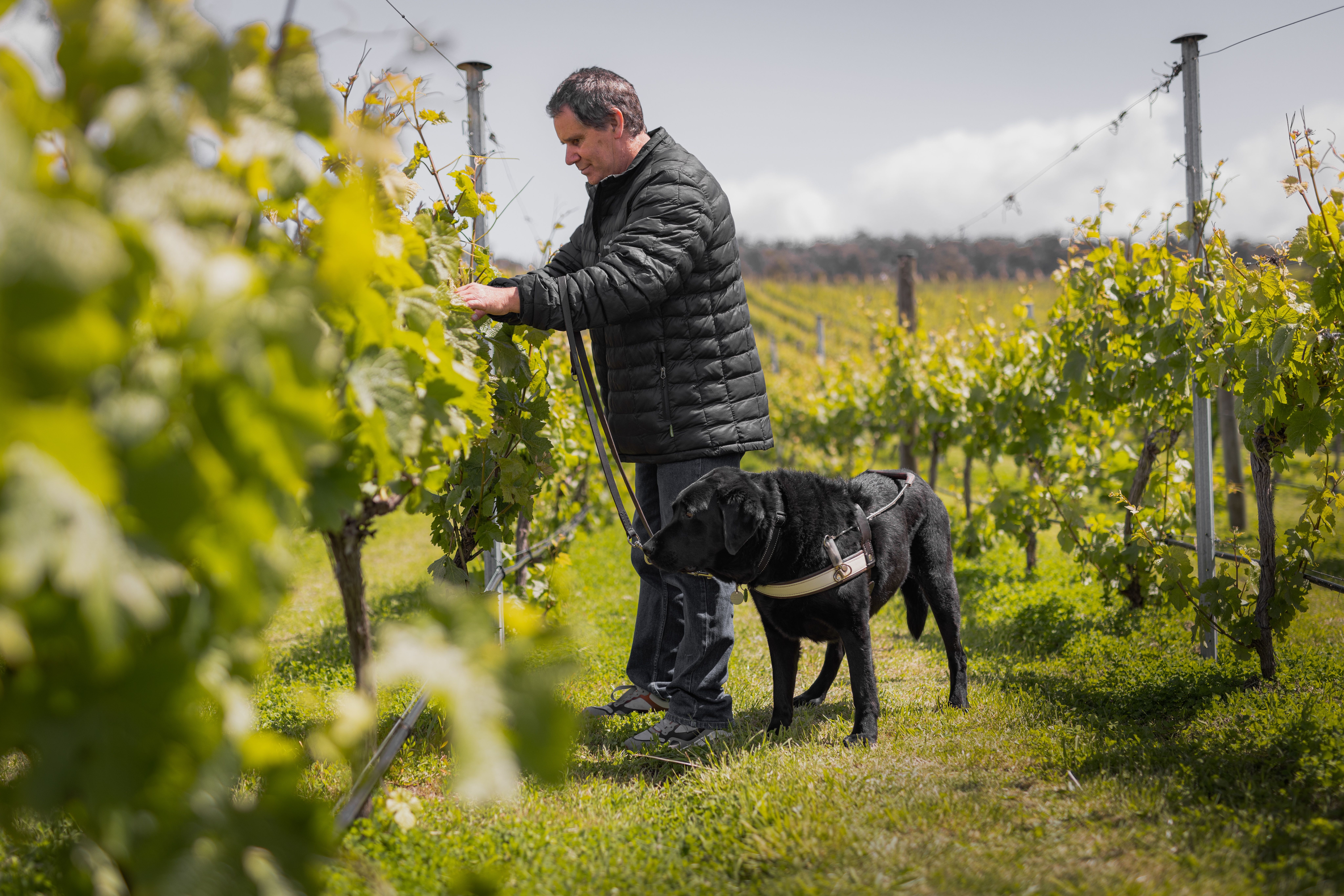 A guest with a guide dog walking among the vines at Puddleduck Vineyard, Coal River Valley