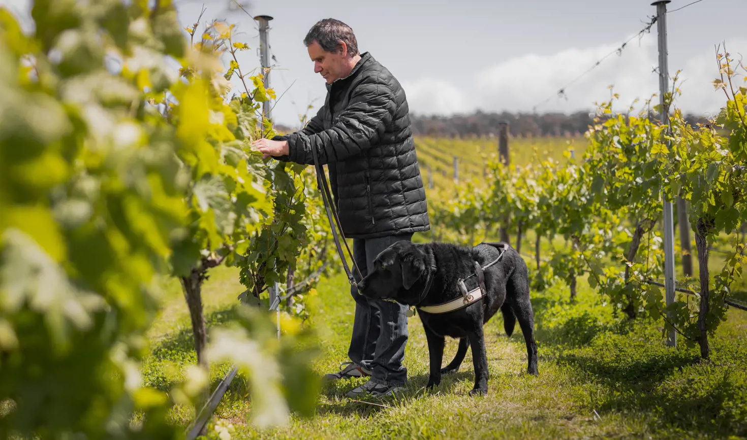 A guest with a guide dog walking among the vines at Puddleduck Vineyard, Coal River Valley