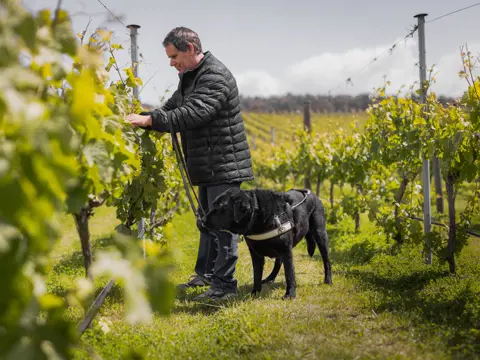 A guest with a guide dog walking among the vines at Puddleduck Vineyard, Coal River Valley