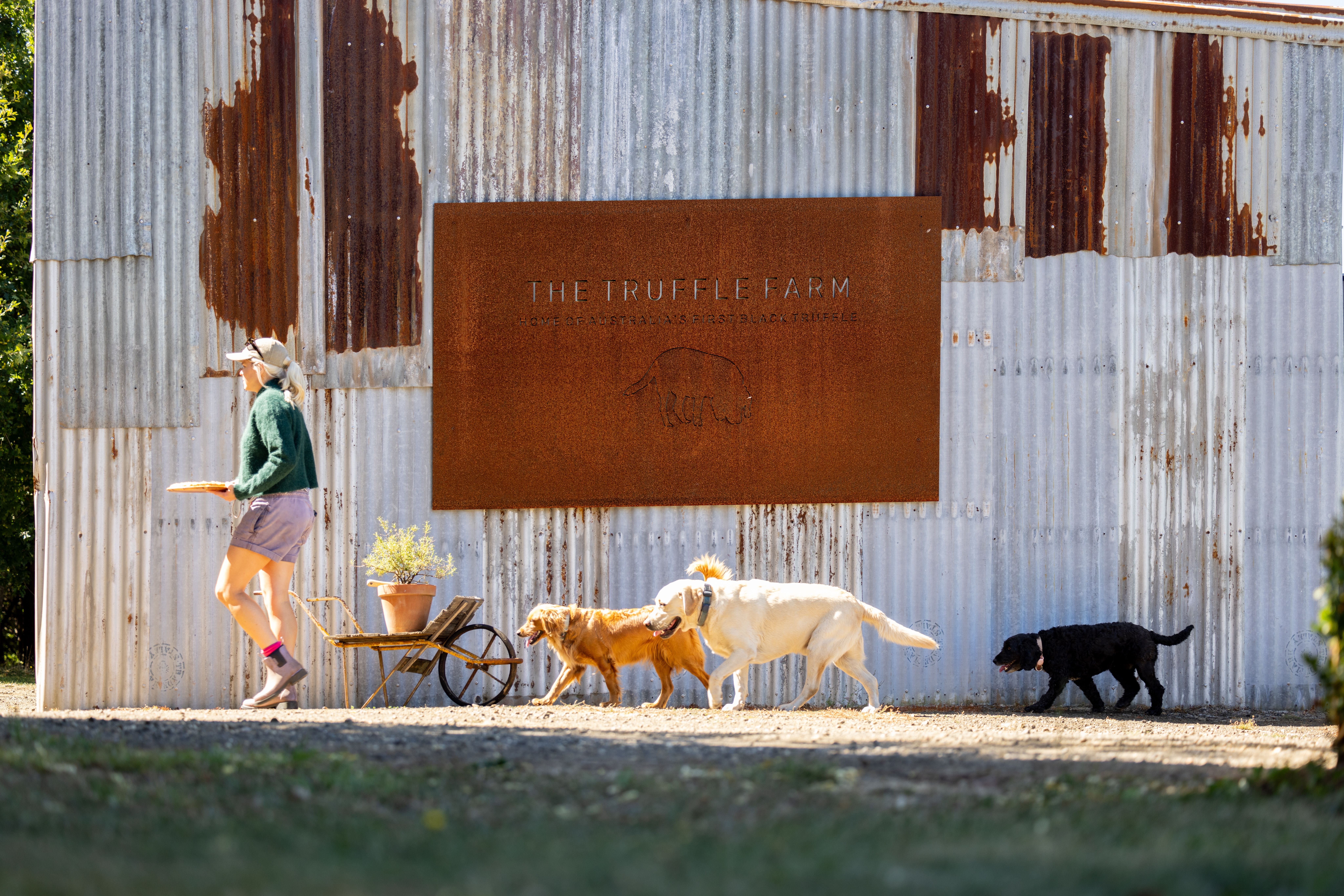 A person walking past the rustic shed signage at The Truffle Farm followed by three truffle dogs, Deloraine