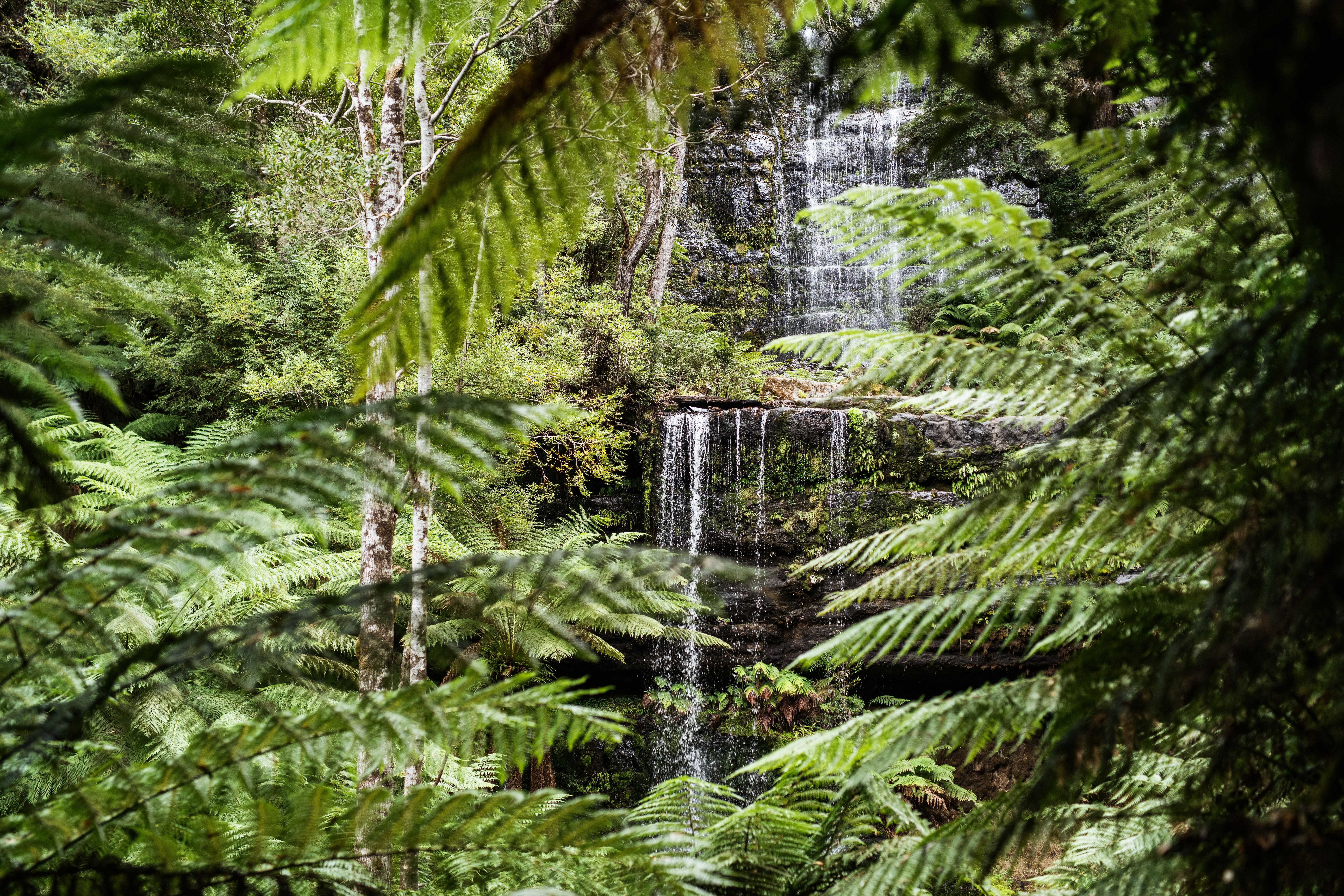 Tiered Russell Falls cascading through tree ferns and tall trees, Mount Field National Park
