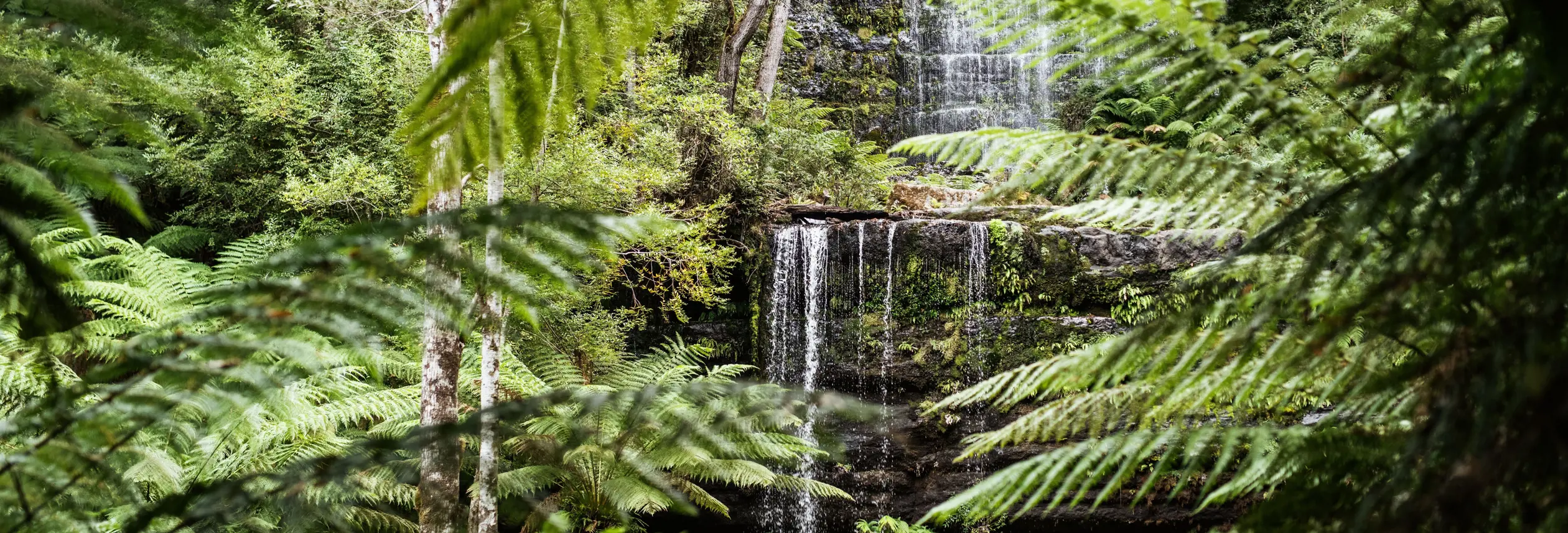 Tiered Russell Falls cascading through tree ferns and tall trees, Mount Field National Park