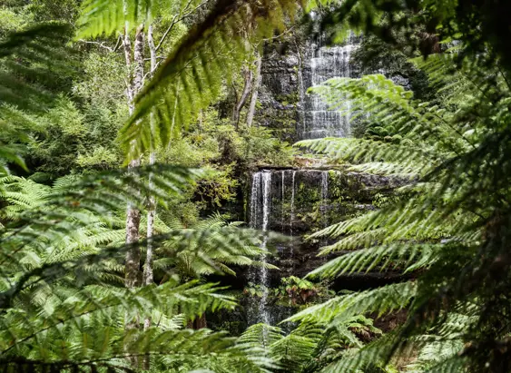 Tiered Russell Falls cascading through tree ferns and tall trees, Mount Field National Park