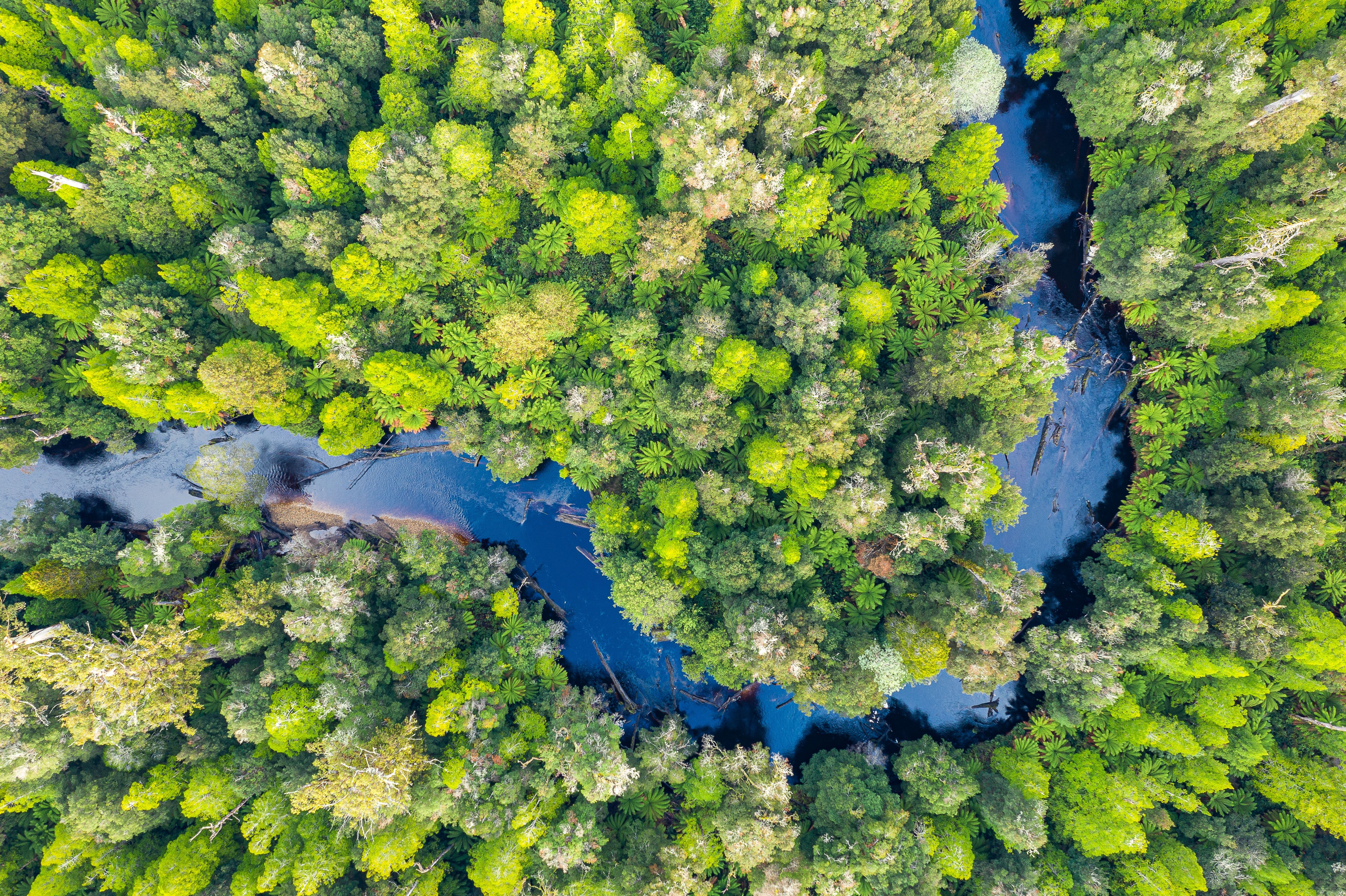Aerial view of the Styx River winding through dense forest, Styx State Forest