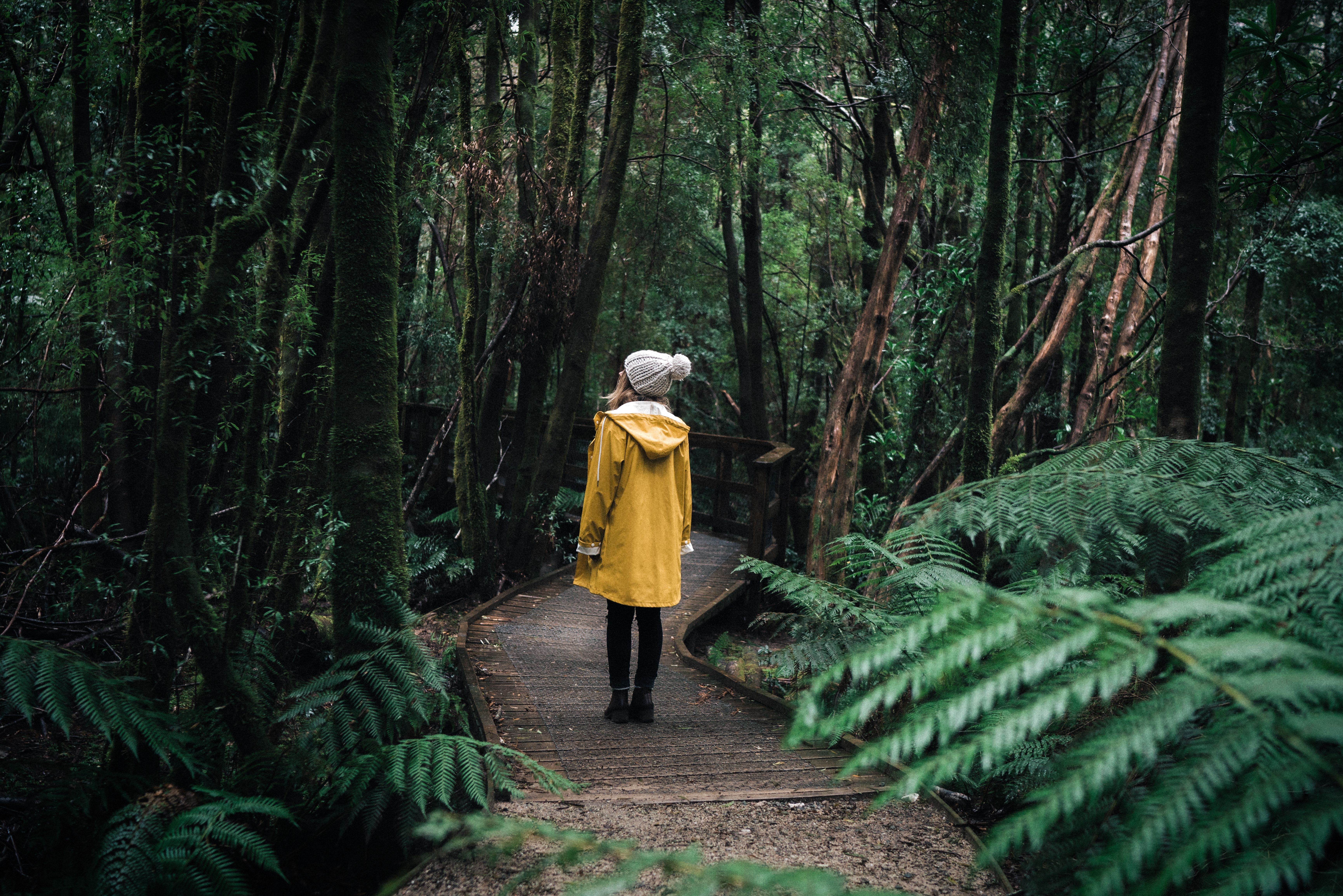 A person in a yellow raincoat on the Nelson Falls boardwalk through rainforest, Franklin-Gordon Wild Rivers National Park