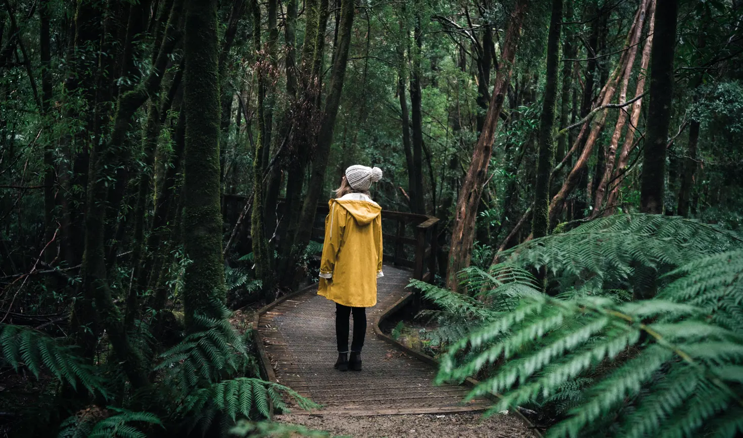 A person in a yellow raincoat on the Nelson Falls boardwalk through rainforest, Franklin-Gordon Wild Rivers National Park