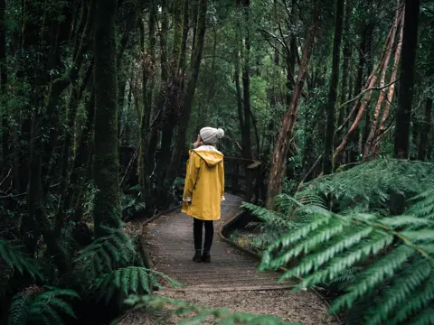 A person in a yellow raincoat on the Nelson Falls boardwalk through rainforest, Franklin-Gordon Wild Rivers National Park