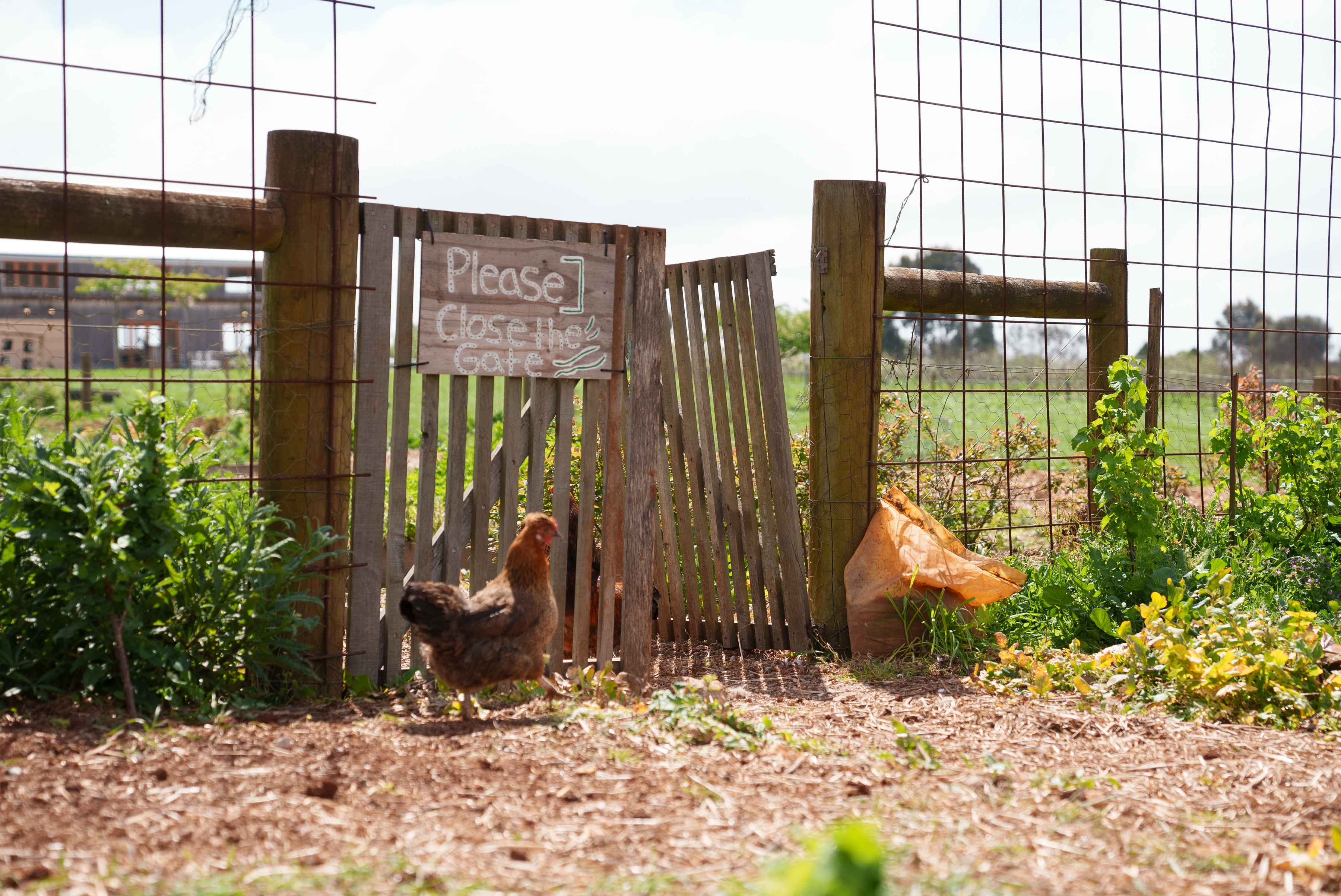 A chicken stands by a wooden farm gate with a Please Close the Gate sign at Mount Gnomon Farm in Penguin with gardens beyond