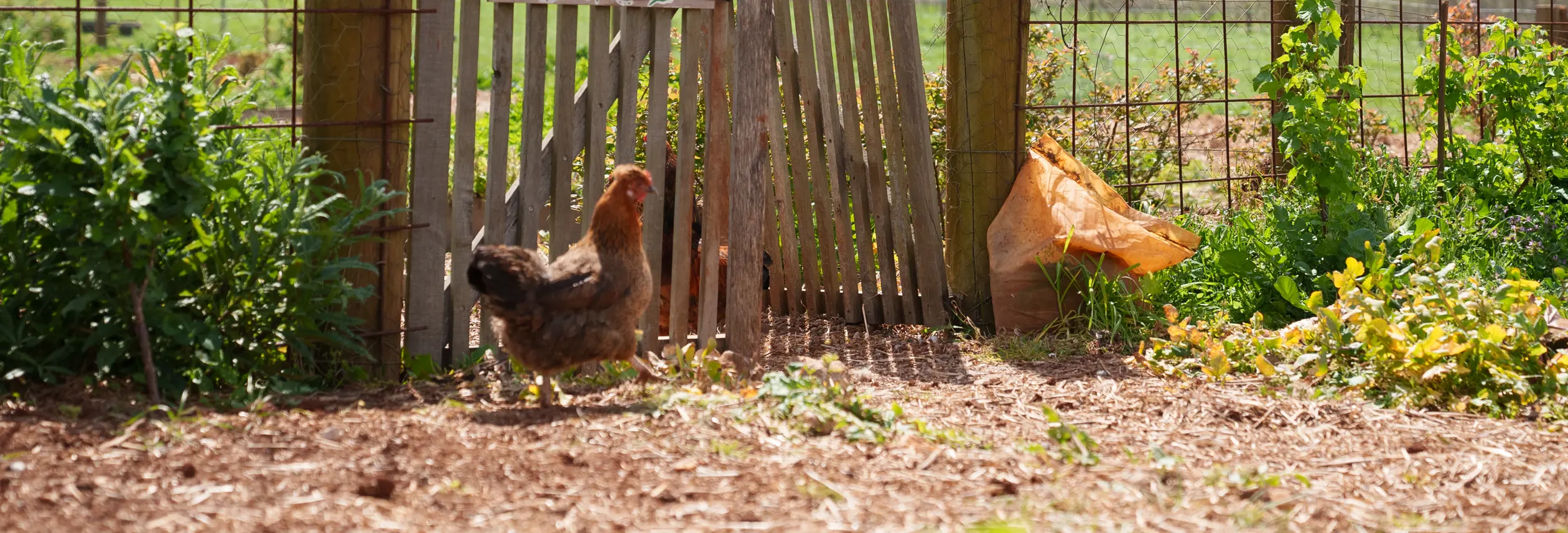 A chicken stands by a wooden farm gate with a Please Close the Gate sign at Mount Gnomon Farm in Penguin with gardens beyond